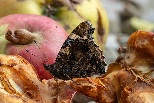 A single Red Admiral butterfly sitting on a pile of decaying apples, in autumn