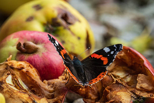 A single Red Admiral butterfly sitting on a pile of decaying apples, in autumn with wings spread