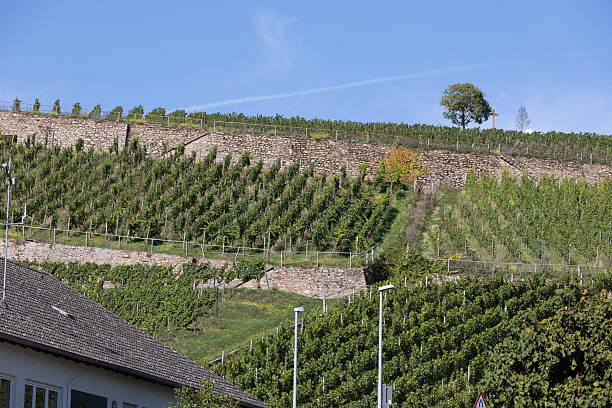 istock Vine for grapes and wine are on the southern slope 2236414604