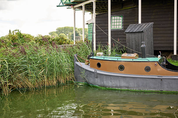 Traditional dutch boat docked next to a wooden building on a quiet canal with tall reeds