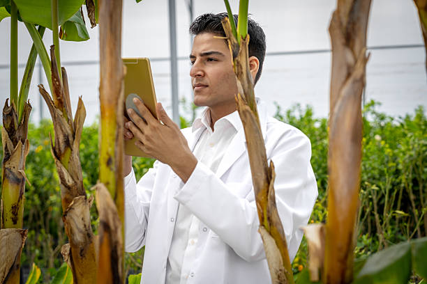 istock Scientist inspecting plants using digital tablet in a modern greenhouse 2236418170