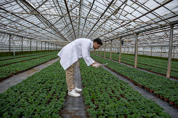 istock Scientist inspecting plants in greenhouse using a digital tablet for agriculture research 2236418472