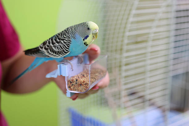 Blue budgie sits on a seed feeder, looking at the camera.
