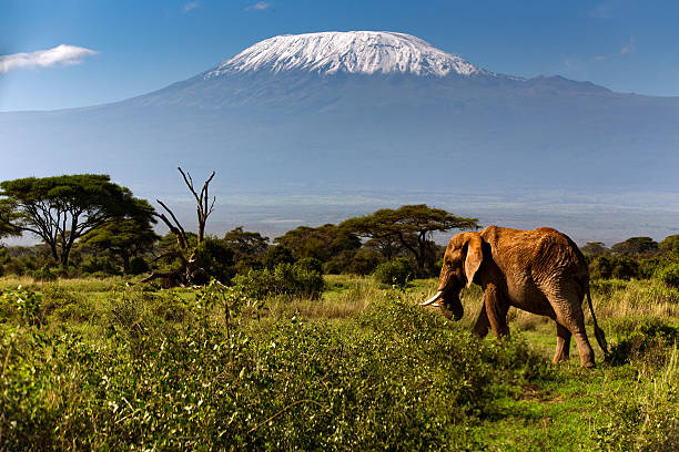 An African elephant walks across green savanna with the snow-capped Mount Kilimanjaro rising in the background, captured in clear daylight under a blue sky.