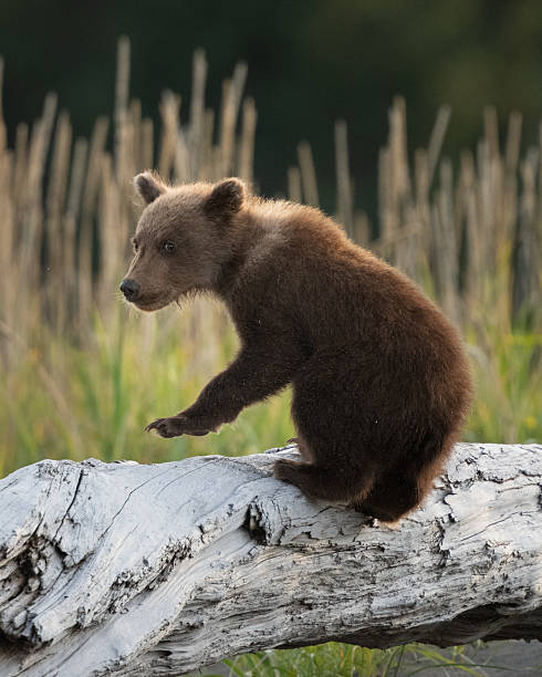 istock Bear cub up on a dead log at the beach 2236422057