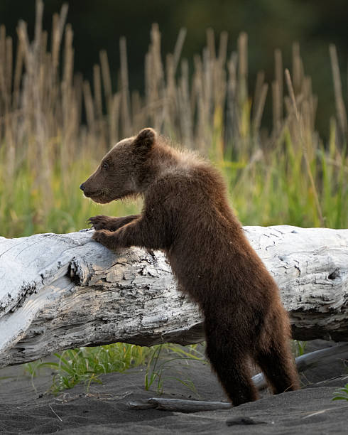 istock Bear cub trying to climb over a dead log 2236422668