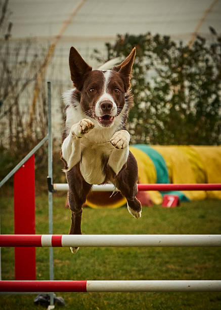 Dog activity. Agility sport. Championship. Obstacle course