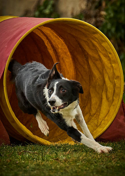 istock Dog activity. Agility sport. Championship. Obstacle course 2236425456