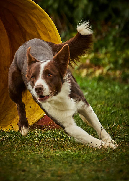 istock Dog activity. Agility sport. Championship. Obstacle course 2236425458