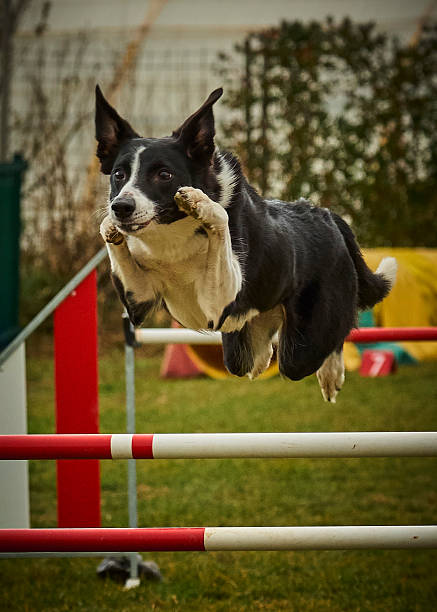 istock Dog activity. Agility sport. Championship. Obstacle course 2236425462