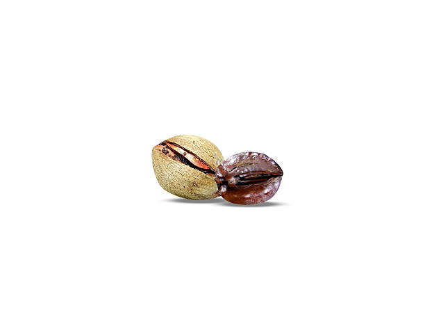 istock Shorea robusta or sal tree dried seeds 2236426964