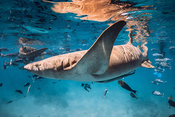 istock Shark underwater swims with tropical fish in sea with sunny light. 2236427244