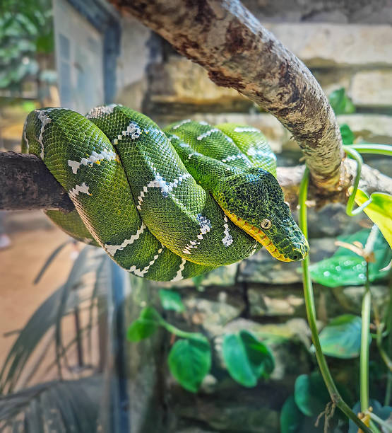 istock Emerald Tree Boa coiled position on a branch. Vibrant green snake with white lightning bolt patterned scales on its back and striking yellow eyes. Corallus caninus native to the Amazon rainforest 2236427740