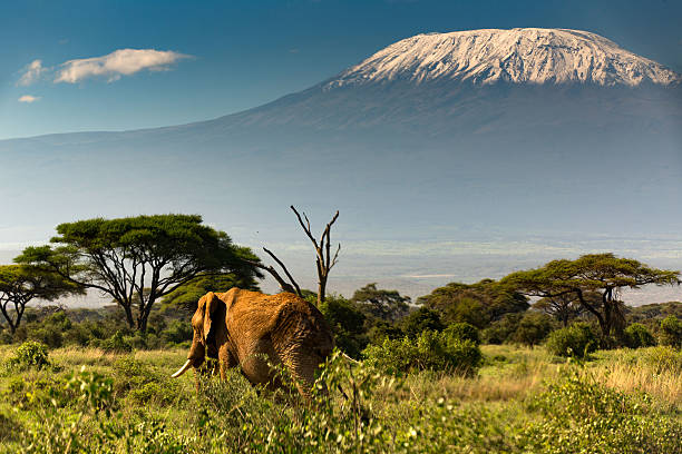 istock African Elephant with Mount Kilimanjaro 2236427793