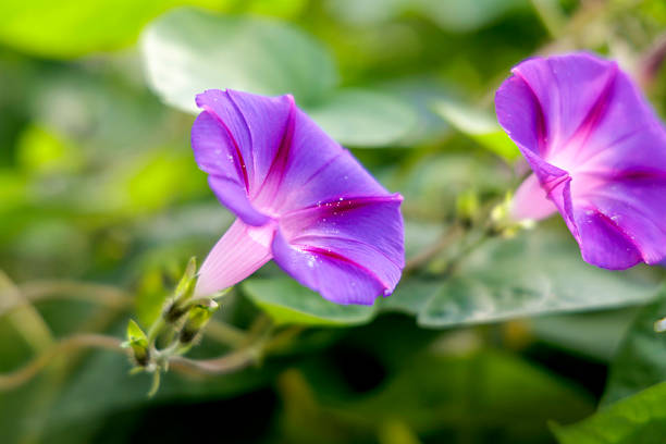 A vibrant close-up of beautiful purple morning glory flowers with delicate water droplets on their petals, surrounded by lush green foliage.