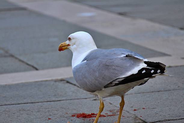 A common gull at Piazza San Marco in Venice, Italy