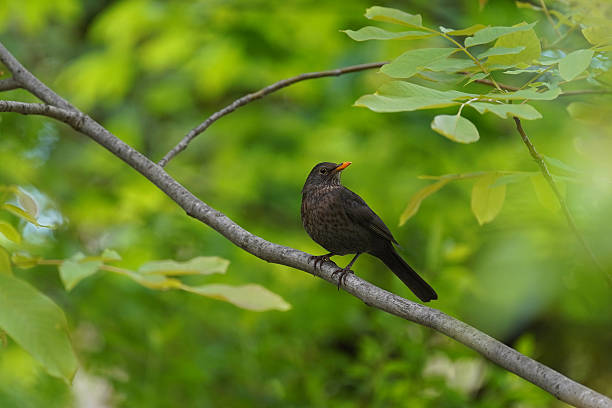 istock Young Blackbird in Green Foliage 2236428227