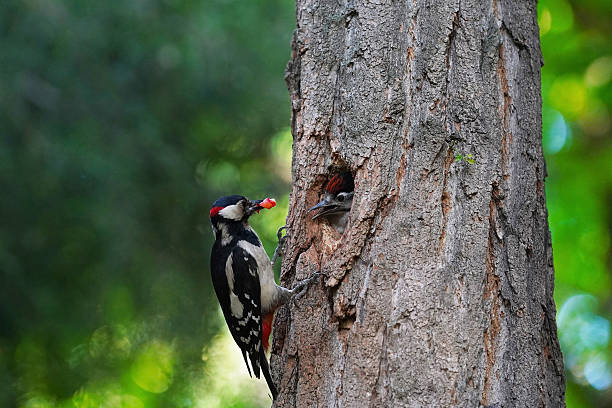 Male Great Spotted Woodpecker Feeding Chick in Hollow