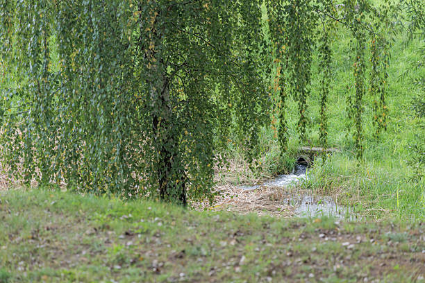 A water culvert under a small hill with water flowing out into a creek, surrounded by a weeping birch tree and green grass.
