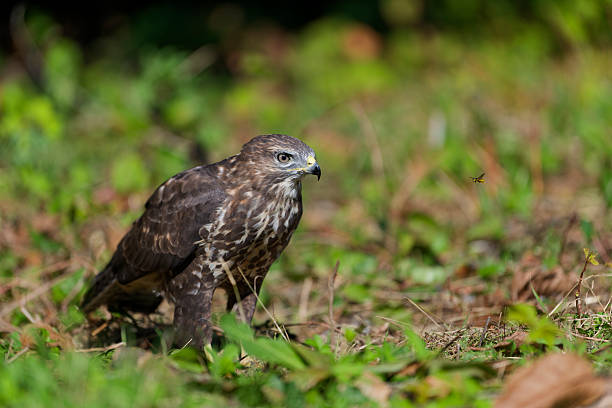 Eurasian Buzzard on the ground