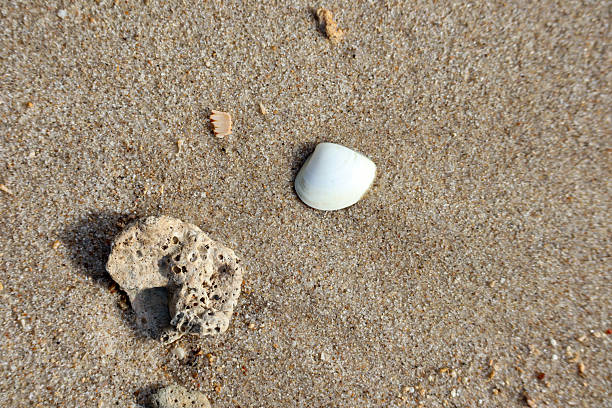 istock Small seashell and coral stone lying on tropical beach sand under sunlight 2236430732