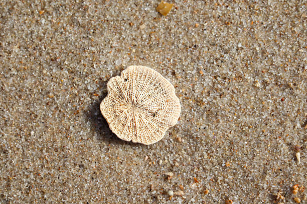 istock Dry coral piece lying on sandy beach surface with natural sunlight background 2236430745