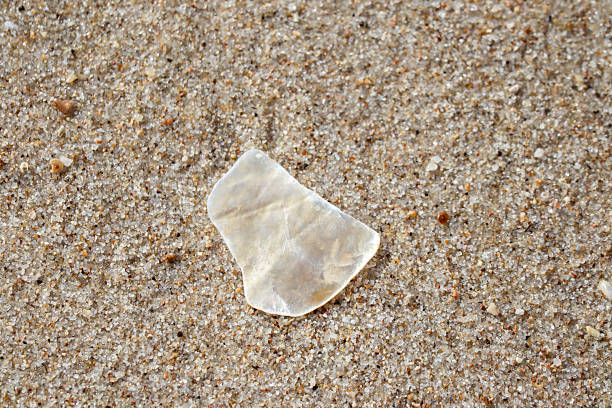 istock Broken seashell fragment lying on sandy beach surface with natural coastal background 2236430752