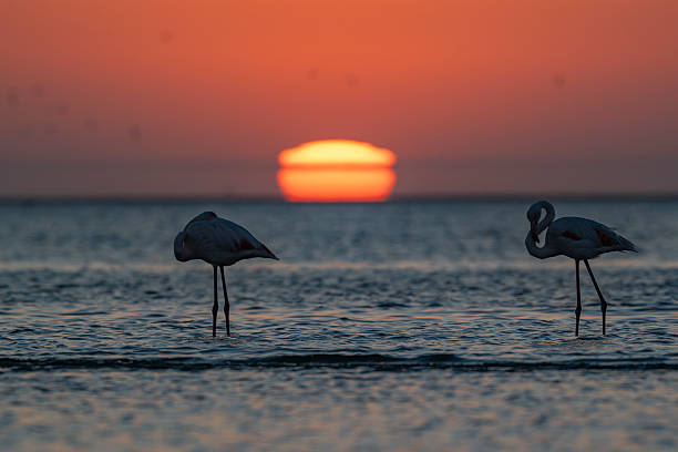 istock Two flamingos in soft pink light 2236431815
