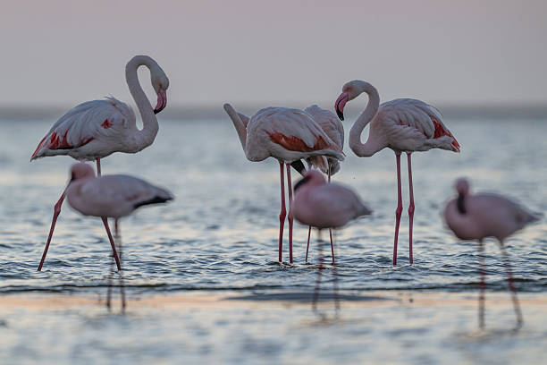 istock Lesser and greater flamingos together 2236431817