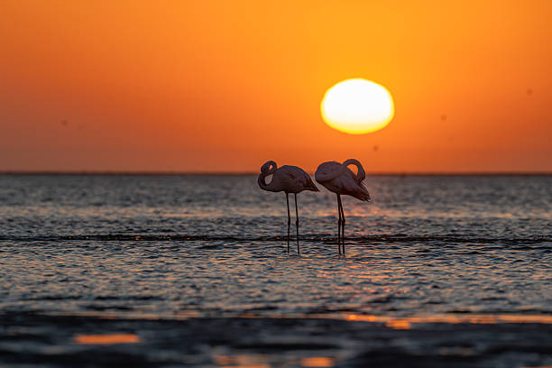 istock Flamingo pair in pink and blue light 2236431825