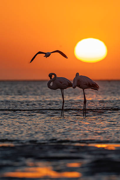 istock Flamingo pair in pastel sunset 2236431826