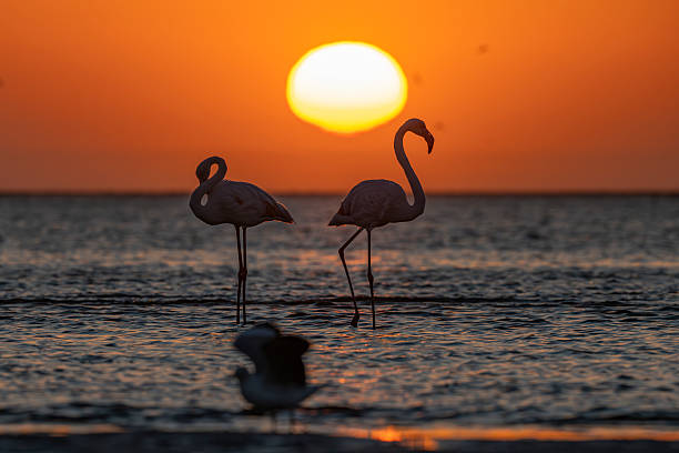 istock Flamingo pair with pink and blue light 2236431827