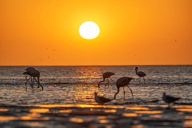 Greater flamingos are featured in this beautiful sunset scene in Walvis Bay, with a vibrant orange sky and two blurred gulls in the foreground, Namibia
