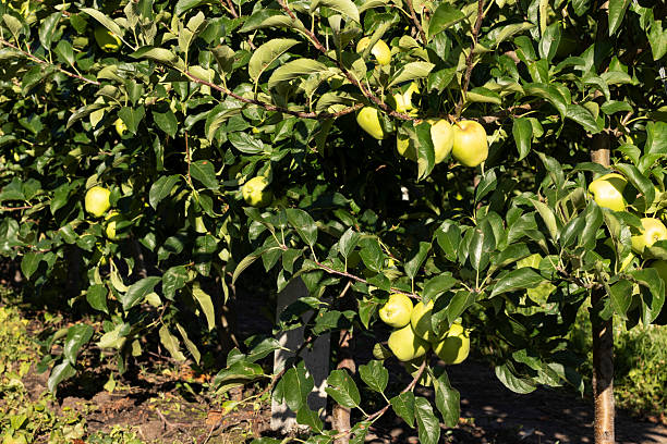 istock An orchard of young apple trees with fruit. 2236431906