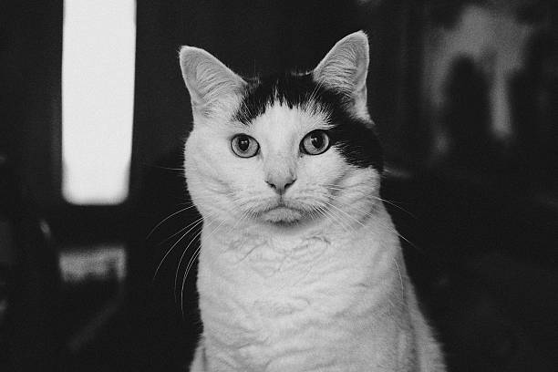 A striking black and white photograph of a calico cat gazing directly into the camera with wide, inquisitive eyes. The high-contrast tones highlight the cat’s unique patchwork fur and delicate whiskers, while the monochrome palette adds a timeless, fine-art quality. Perfect for editorial use, pet-themed stories, or interior décor prints that celebrate feline elegance and curiosity.