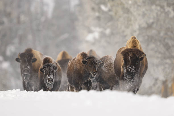 istock Herd of bison walking through a snowy forested road in winter quiet. 2236432322