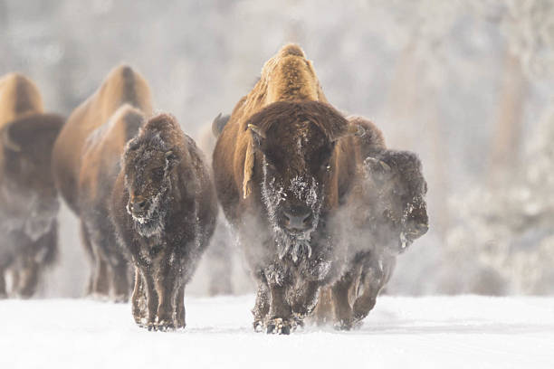 istock Herd of Bison walking through snow in a cold winter landscape. 2236432326
