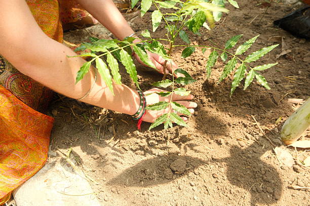 istock Tree Planting and Environmental Care and sustainability in Thailand 2236432922