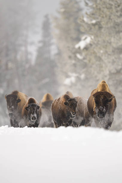 A herd of bison trudges through fresh snow with a misty forest backdrop, conveying a powerful, wild winter scene.