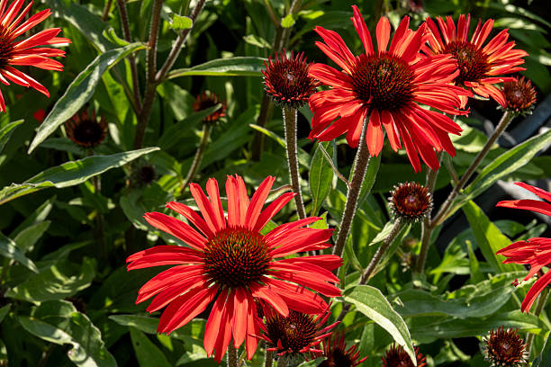 istock Red echinacea flowers blooming in a vibrant summer garden 2236433255
