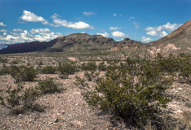 Big Bend NP - Desert Landscape - 1984