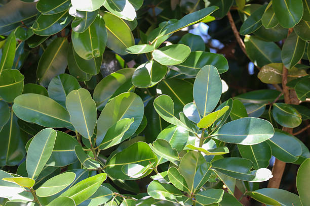 istock Fresh green tropical leaves shining under natural sunlight background 2236433448