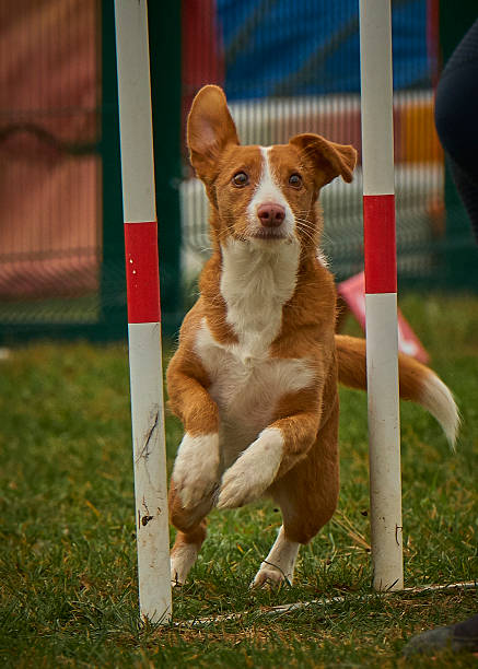 istock Podenco dog in agility competition 2236433457