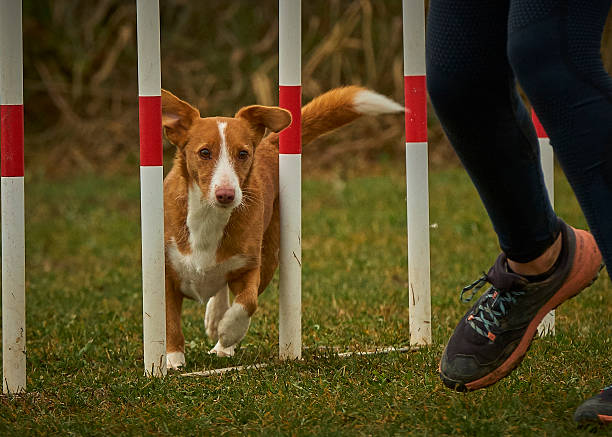 istock Podenco dog in agility competition 2236433462