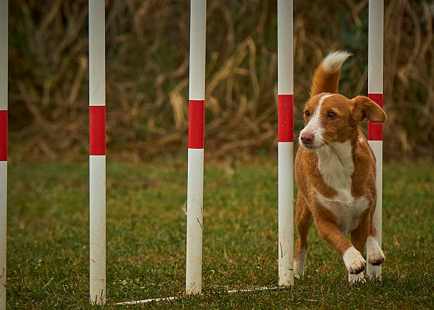 istock Podenco dog in agility competition 2236433464