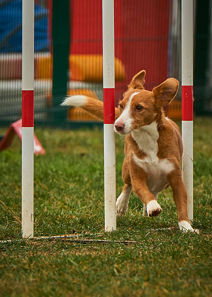 istock Podenco dog in agility competition 2236433465