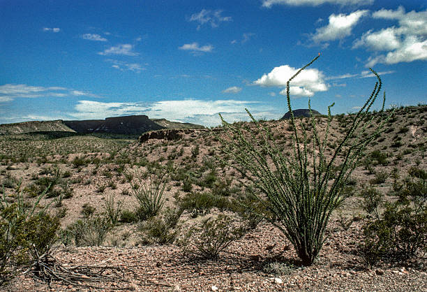 istock Big Bend NP - Ocotillo Blooms in Desert - 1984 2236433468