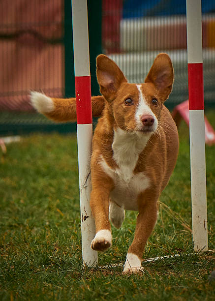 Podenco dog in agility competition. Dog overcoming obstacles. Obedient dog, training.
