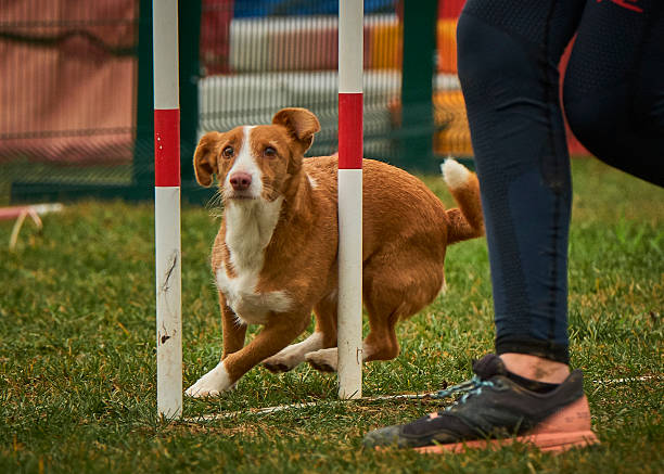 istock Podenco dog in agility competition 2236433473