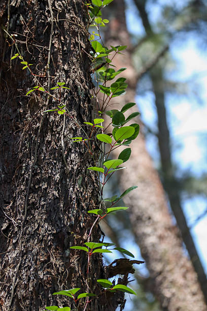istock Green climbing vine growing on rough tree bark in natural forest 2236433641